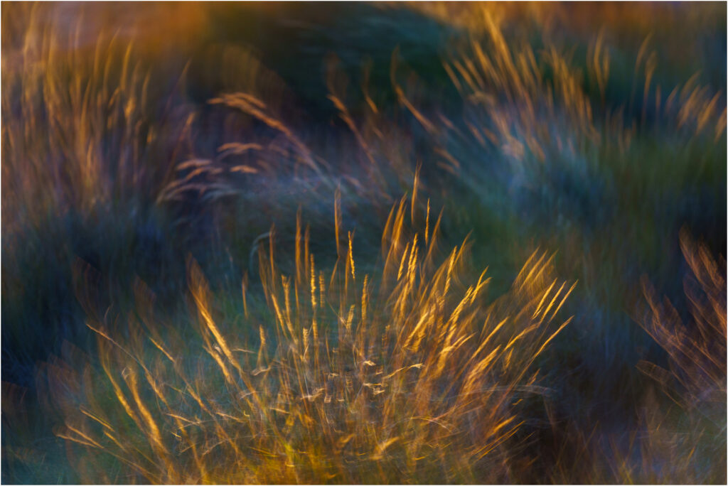 Open-Salon_Flare_Jessica-Margo_Equal-Merit