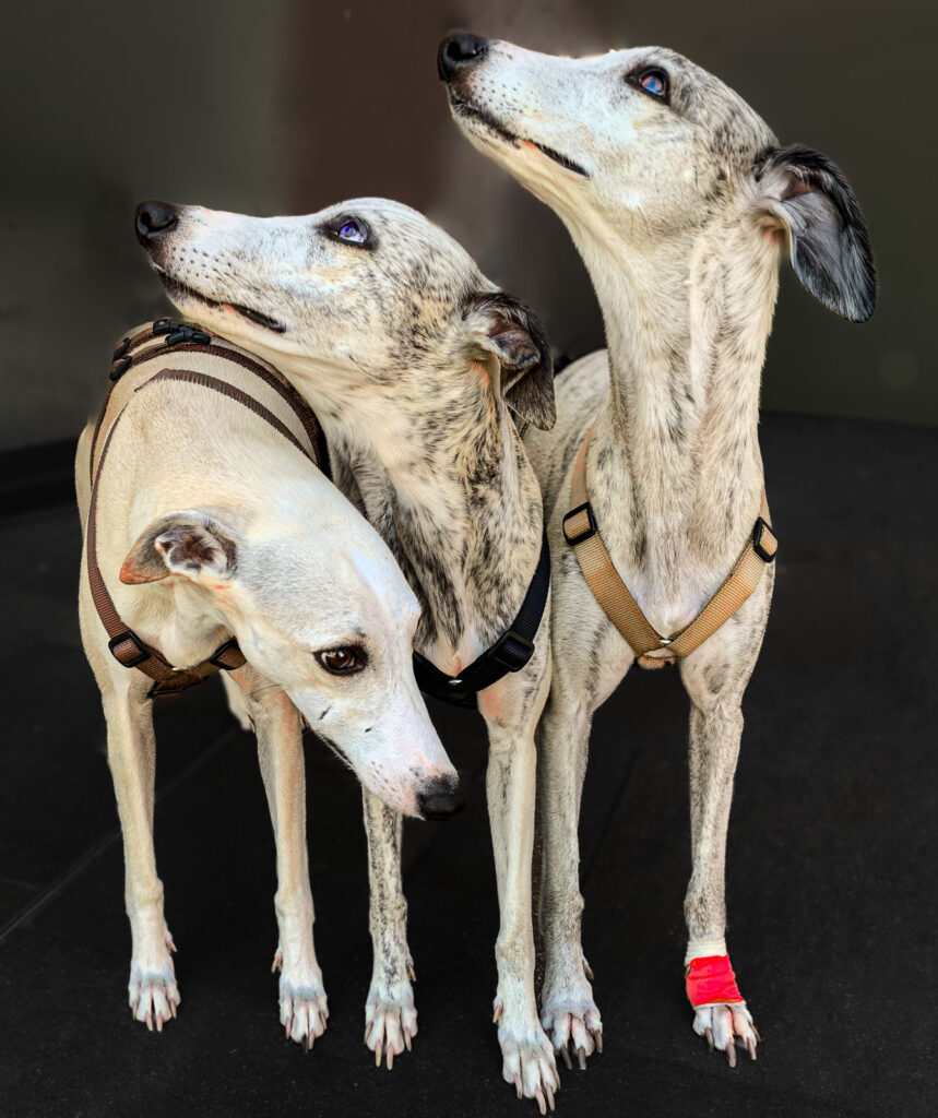 Open-Salon_Look-up-look-up-look-down_Sergio-Burani_Equal-Merit