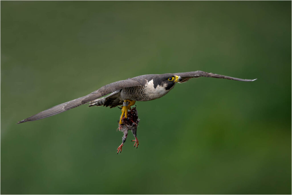 Open-Salon_Peregrine-Falcon-with-Pigeon_Thomas-Knoop_Equal-Merit