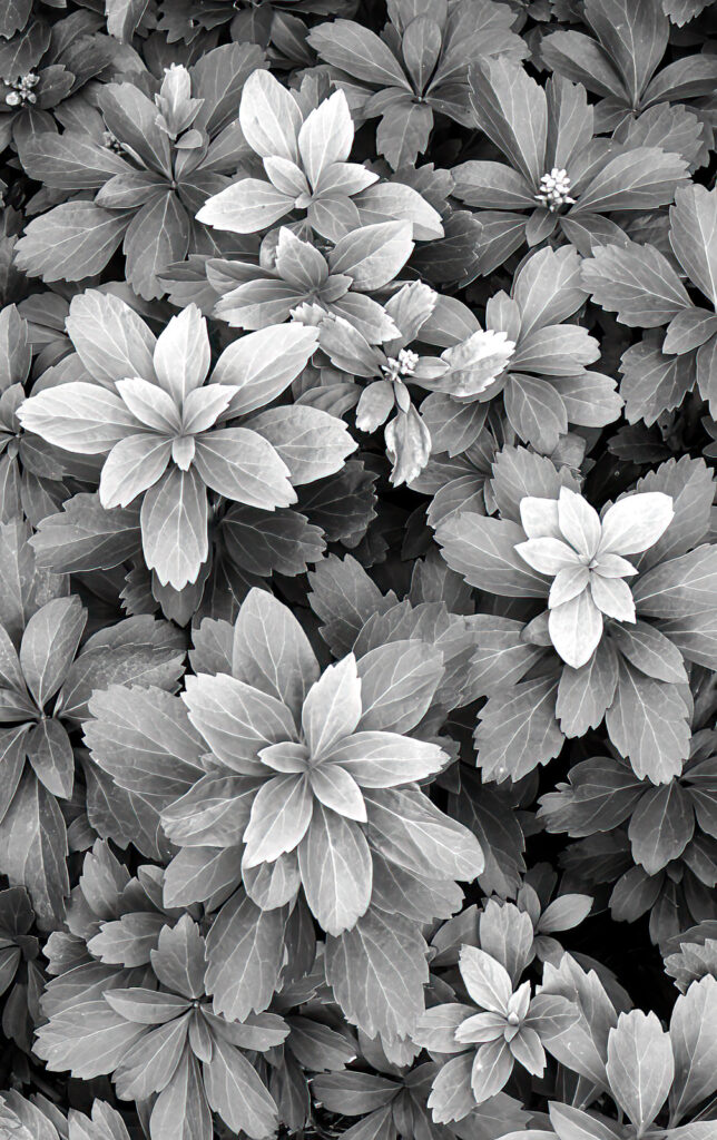 Open-Salon_pachysandra_Alan-Kaplan_Equal-Merit