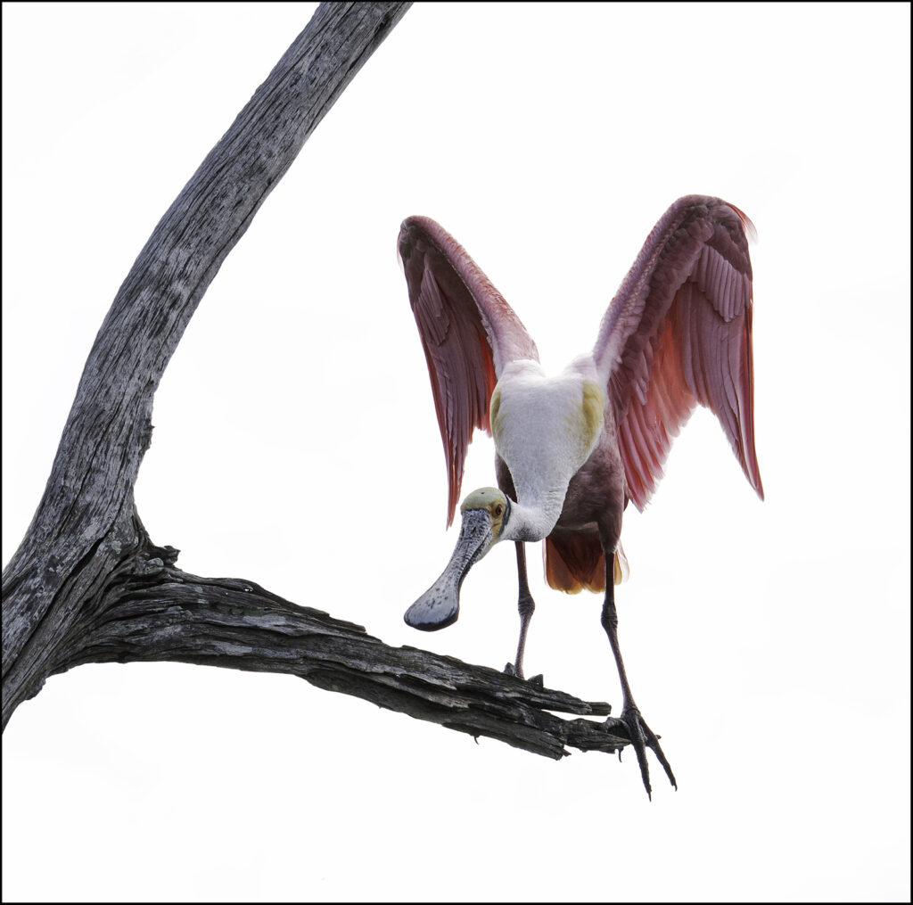 Open-Advanced_Equal-Merit_Rest-a-Bit_Linda-Medine_003