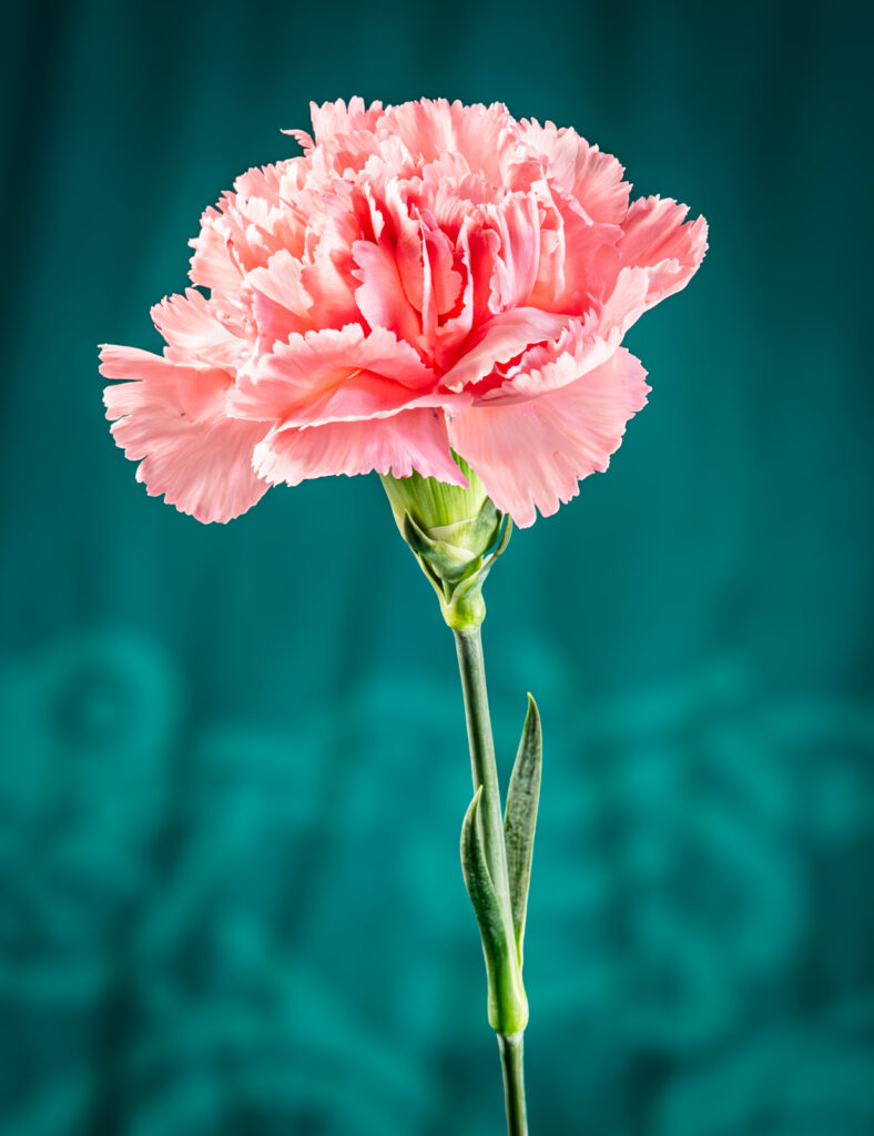 Open-Entry_Equal-Merit_Hands-ready-to-clap_Patricia-Woods_002