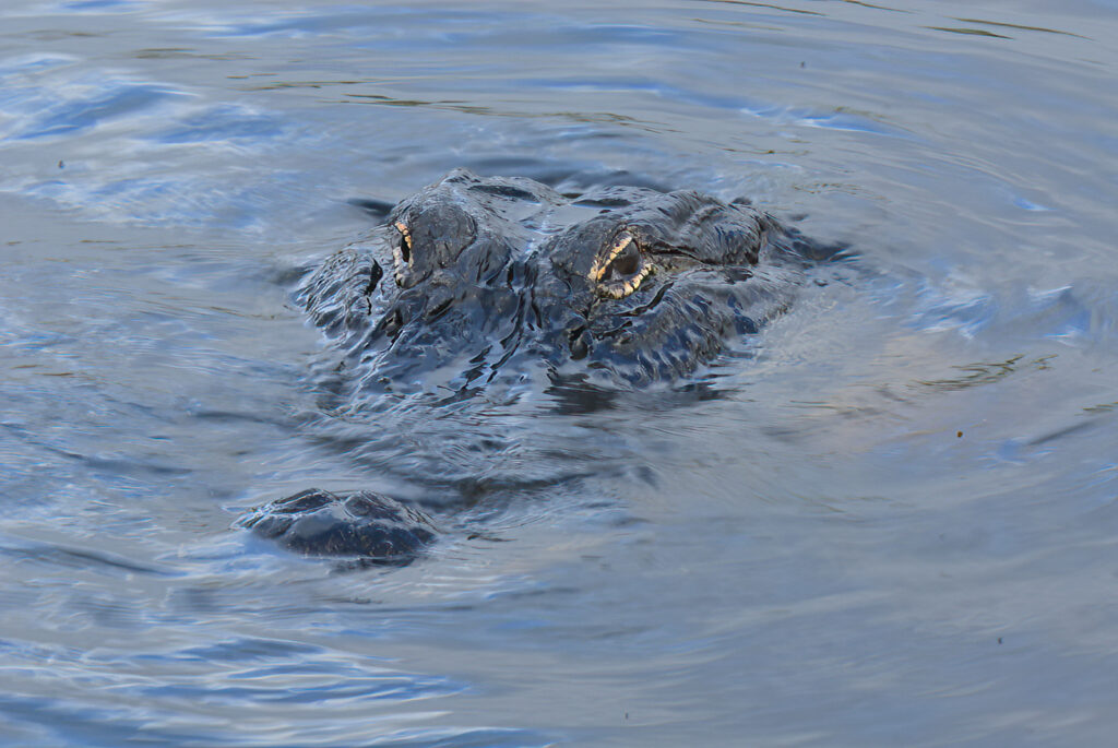 Open-Salon_Equal-Merit_Alligator-Portrait_Alan-Kaplan_006