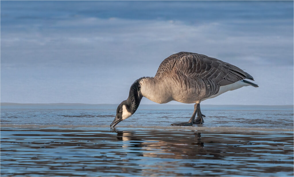 Open-Salon_Equal-Merit_Grey-Goose-on-Ice_Judy-Sedlak_013