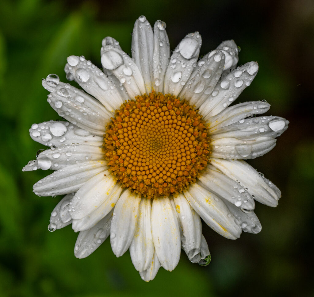 Open-Salon_After-Rain_David-Unger_Equal-Merit