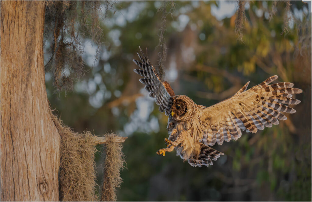 Open-Salon_Barred-Owl_Thomas-Knoop_Equal-Merit